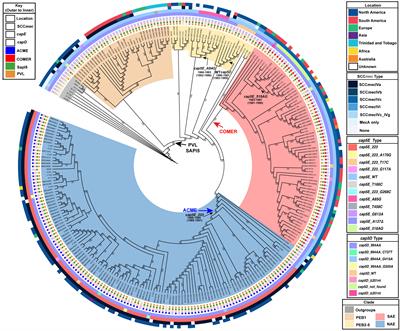 Pre-epidemic evolution of the MRSA USA300 clade and a molecular key for classification